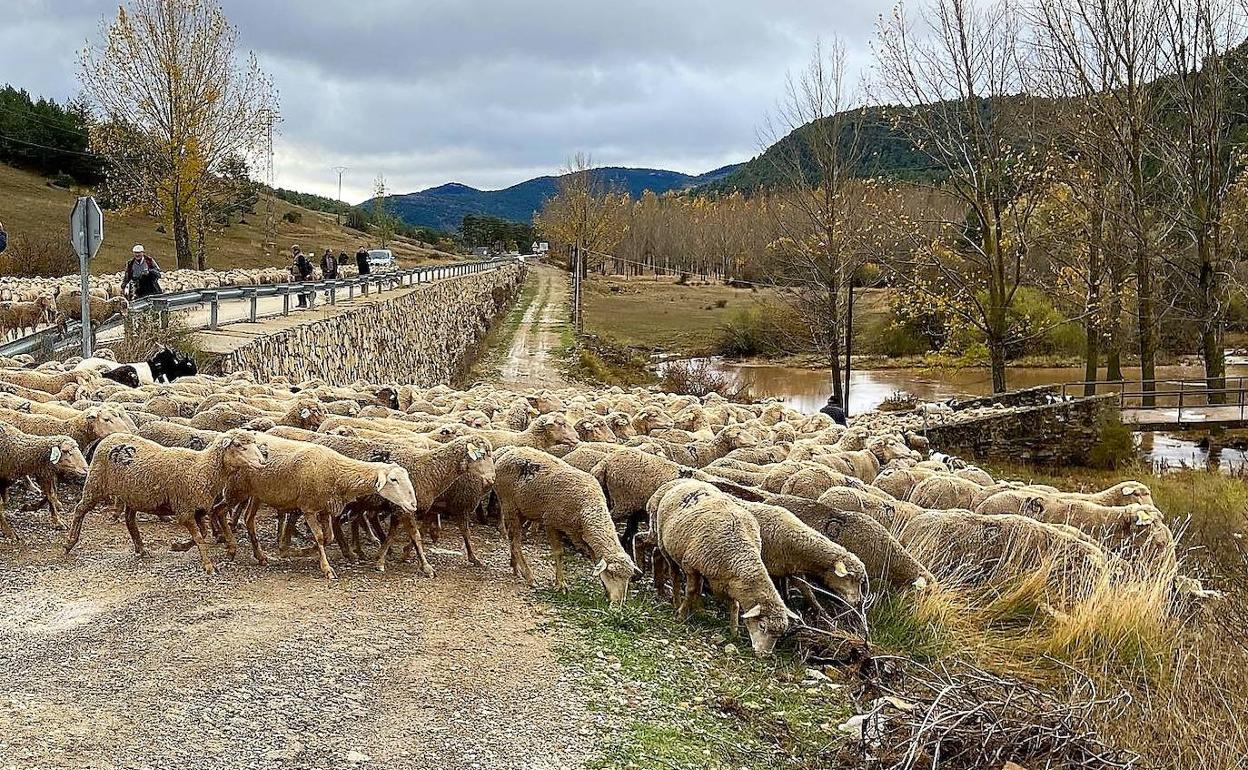 La trashumancia recorre la vereda con la mirada puesta en La Carolina y